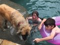 Alex_MooseDiscoversPool (18)